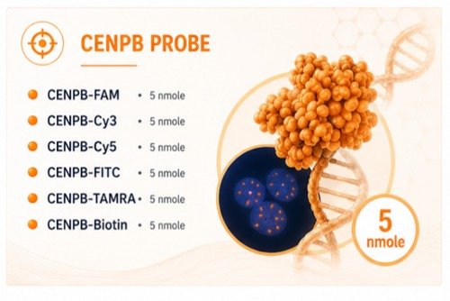 CENPB PNA Probe image