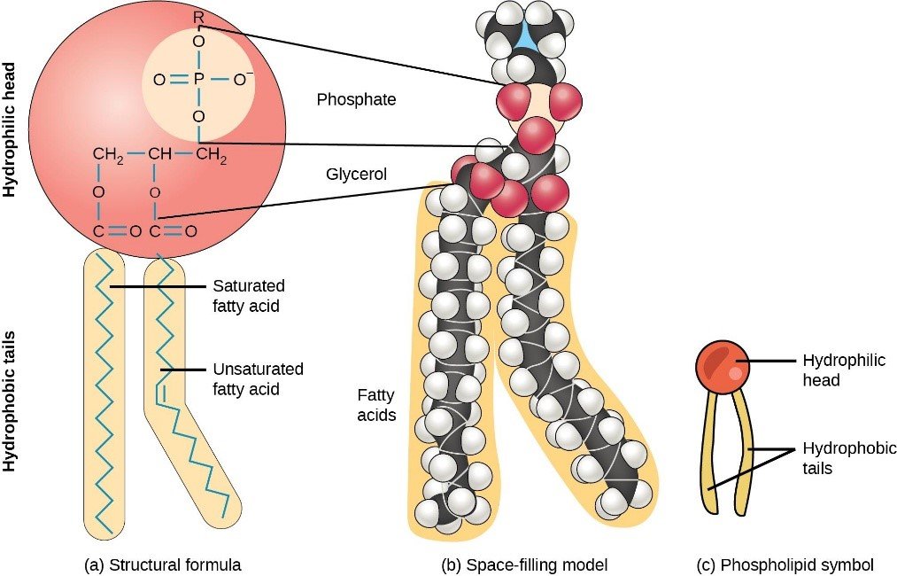 Lipidomics