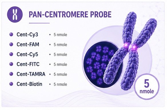 Pan-Centromere PNA Probe image